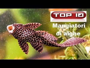 Top 10 algae-like fish for aquarium 🐠