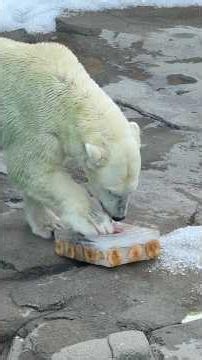 2026年8月8日（土）王子動物園 トワイライトZOO スイカ入りの氷をもらったゆめ