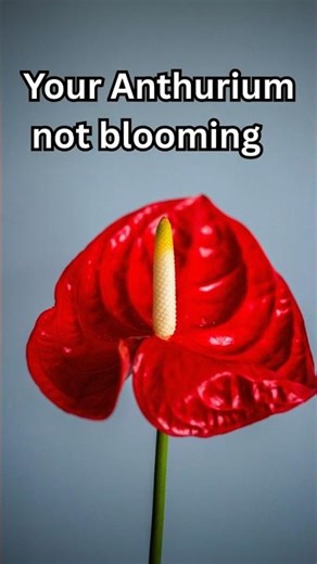 Stop Doing This If You Want More Anthurium Flowers 🌸#shorts