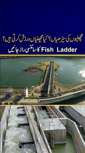 The Secret Science of Fish Ladders – Do Fish Really Exercise? #youtubeshorts #foryou