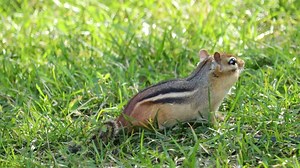 An Eastern Chipmunk that is more cautious of its surroundings than foraging for food.