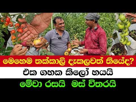 Rare Tomatoes You’ll Never Find in Sri Lanka