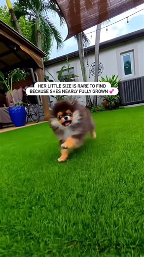 Platinum Pups Of Miami on Instagram: "Bella! one of the sweetest Micro Teacup Pomeranians you’ll ever meet 🐾 She adores every moment of being loved and pampered. At just 3 pounds and nearly fully grown at 5 months old, her size is incredibly rare — a perfect little bundle of joy that melts hearts wherever she goes ✨ 📩 DM us for details or to reserve your puppy today. #MicroTeacupPomeranian #TeacupPomeranian #PomeranianMiami #LuxuryPuppy #PlatinumPupsOfMiami #MiamiPuppies #TinyPoms #FluffyPuppy