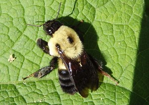 Two spotted bumble bee - Alchetron, The Free Social Encyclopedia