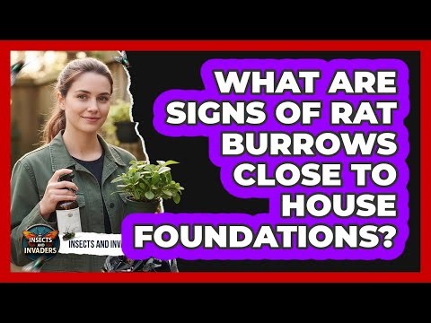 What Are Signs Of Rat Burrows Close To House Foundations?