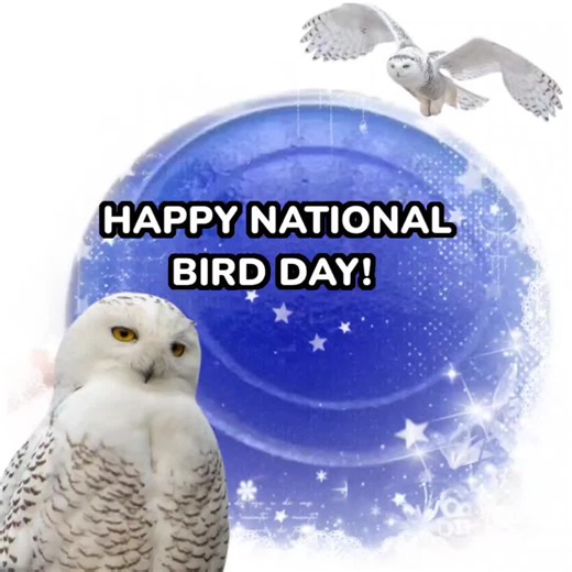 such a late post urggghhhh / HAPPY BIRD DAY!! #fyp #viral #nationalbirdday #birds #ornithology