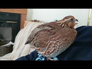 Talking to a Female Bobwhite Quail // Female Bobwhite Quail Call