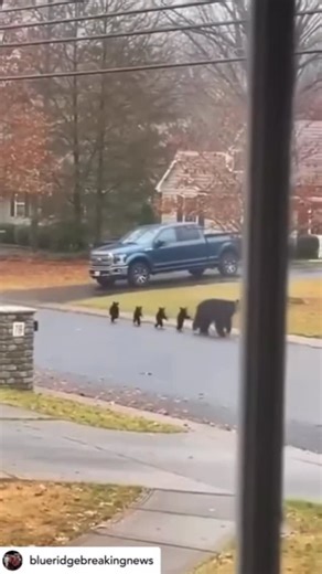 Tara Sharma Saluja on Instagram: "Yes yes this is most likely AI but still cute haaha what say? Just a random little vid to brighten your day ❤️ Get @reshare_app • @blueridgebreakingnews 🚨The Morning Commute?🚨 Residents in the area woke up to a notification that defies explanation this morning. Ring doorbell footage captures a mother bear and her four cubs strolling down the middle of the street—not on all fours, but walking upright on their hind legs in a perfect single-file line. The surreal