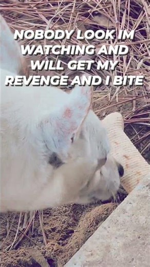 Patch #share #shorts #viral #dogs #puppy #funnydogs #youtubeshorts #pets #puppyvideos #fyp #reels