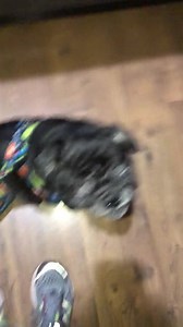 Custom Waterproof Drag Bag for Disabled, Handicapped, Paralyzed, or Amputee Pets - Etsy