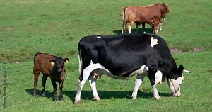 Beef cows in the field on a sunny day. Young and adult cows for beef production.
