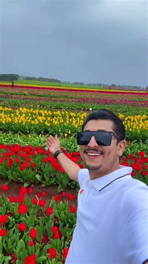 In baharon mein akele na phiro...The only good reason to walk alone is being surrounded by this view. Springtime at its peak.🌷💐 #InBaharonMein #tasmania #TulipGarden #OldHindiHits #ClassicVibes