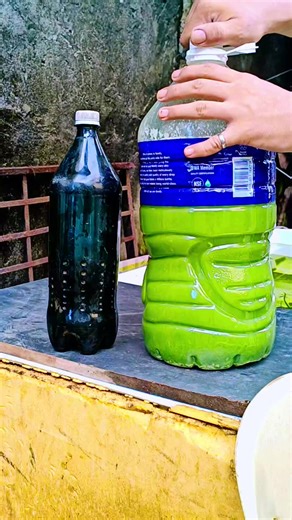 Homemade Herbiotics for Flushing Pigeons