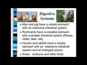 Digestive Systems Animal Science