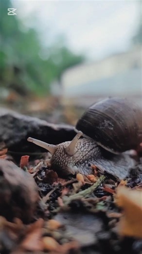 "Don’t Pick This Shell… It Can Kill You! 😱🐌"