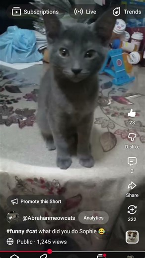 Larry is at your door 🐱