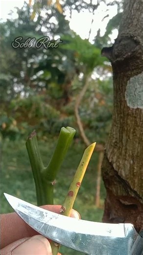 Learn grafting for beginners