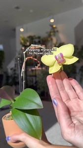 8.9K views · 58 reactions | No! - Your orchid isn’t dying just...
