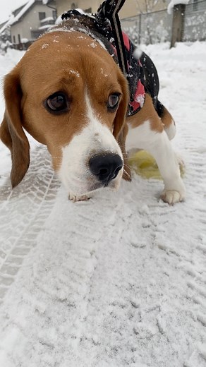 11K views · 156 reactions | Beagle pee on the Snow ❄️ | BOTY | Facebook