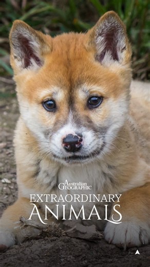 Dingo Packs and Their Social Structure