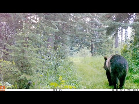 Alberta Foothills Trail Cam - August 2019