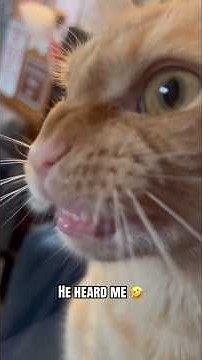 #cat #cute #catvideo #cutecat #funnyvideo #funny #studywithmeandmycat