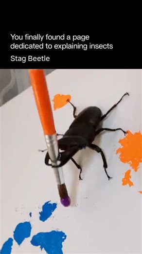 Explaining Insects 🦋 on Instagram: "The stag beetle is one of the most recognizable and impressive beetles in the world, famous for its large antler-like jaws and shiny armor-like body. Those oversized mandibles, found mostly on males, are used not for biting but for pushing and wrestling rivals during mating competition — like miniature deer locked in combat. They prefer forests, old trees, and fallen logs, where their larvae spend years feeding on decaying wood before emerging as adults for a