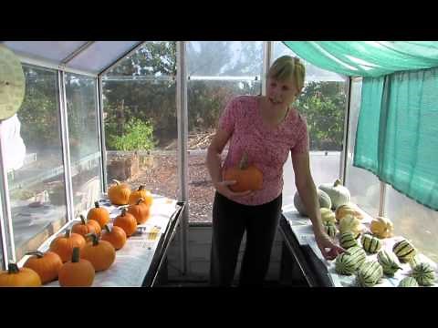 How to cure winter squash for long-term storage