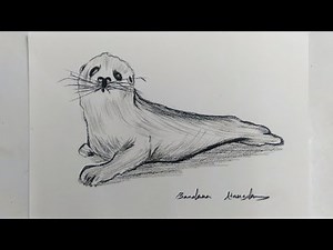 Beginners Seal Drawing Tutorial With Charcoal