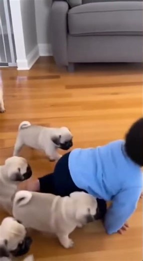 #baby #dog #funny #cute