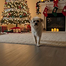 Yelm, WA - Yorkie Poo. Meet Cornelius a Pet for Adoption - AdoptaPet.com