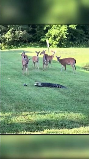 Alligator Stalks Deer Until Brave Woman Steps In