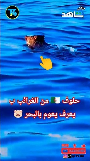 حلوف 🐷 يعرف يعوم في Large 🇩🇿 بحر