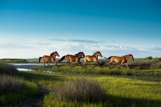 NC Wild Horses at Shackleford | Crystal Coast NC