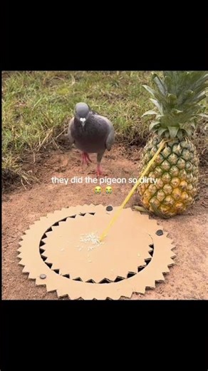 #floptok #tiktok #memes #floptropica #funny #shorts #fyp #viral