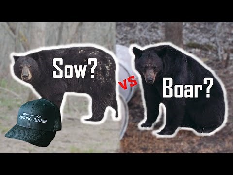 SOW vs BOAR - BLACK BEAR GENDER IDENTIFICATION MADE EASY!!!(Manitoba bear hunting)