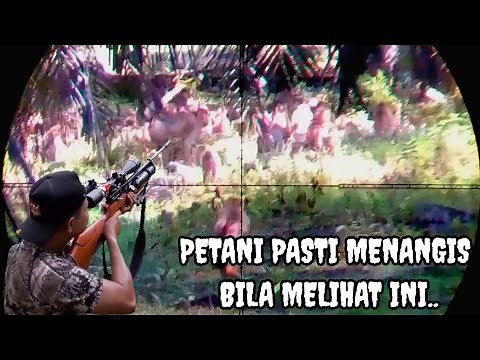 Sadistic‼️ Hunting for monkeys destroying residents' oil palm seedlings