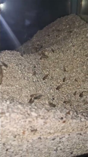 convict cichlids fry week 3 like and follow for more updates #cichlid #freshwaterfish