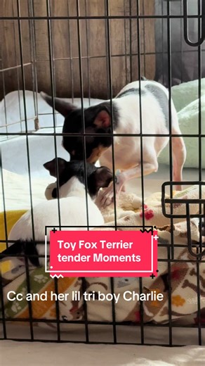 Cc is playing so sweetly teaching charlie fundamentals of pack interaction-#puppiesoftiktok #weekendvibe #tinybutmighty #puppytiktok #blessings