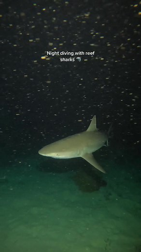 Explore the Great Barrier Reef: Night Diving with Reef Sharks 🦈