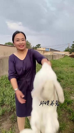 26K views · 203 reactions | How much is the photosynthesis plan A authentic ram rabbit fast hand | Sosa | Facebook