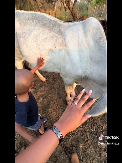 #fyp #viral #trending #farmlife #farming #womeninfarming #cattlefarm #cattlefarming