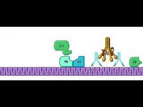 Classical Pathway Complement System