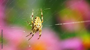 Yellow spider (Cross spider, Araneus) in spider web in front of colourful flowers waving in the wind Stock Video