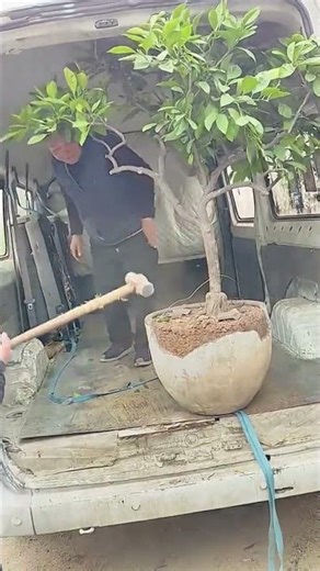 Ornamental tree transplanting process