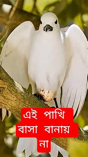 এই পাখি বাসা বানায় না! 😲 | White Tern Bird #shorts #birds #facts #wildlife