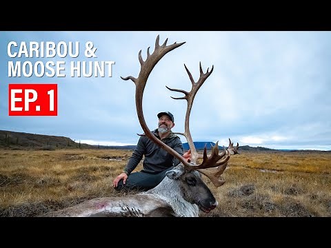 MOOSE & CARIBOU | EP. 1 | 4K FILM | 🎬 GRITTY 4K FILM