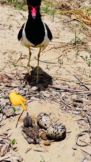 Look Friends! This Is a Red-Wattled Lapwing Chick | Cute Baby Bird 🐣 #birds #wildlife