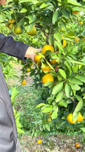 How sweet can homegrown oranges get? This harvest is so refreshing! 🍊