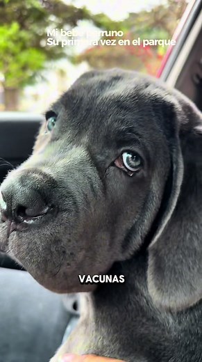 Mi bebé perruno: perritos tiernos y bebés perrito